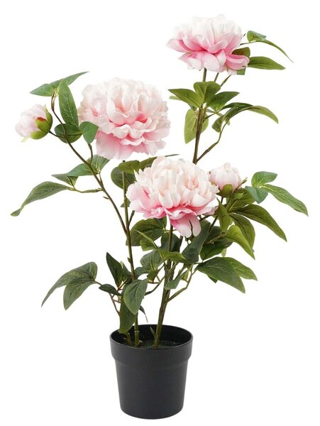 Pink rózsabokor
