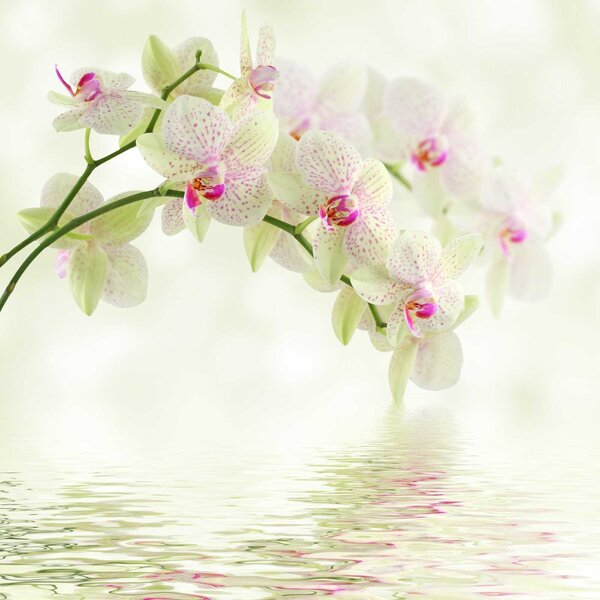 Fotótapéta Nyugodt vízben tükröződő orchideák, Modern fotótapéta, Modern fotótapéta, u56335 - Muralas.hu