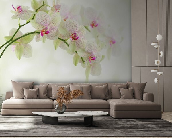 Fotótapéta Nyugodt vízben tükröződő orchideák, Modern fotótapéta, Modern fotótapéta, u56335 - Muralas.hu