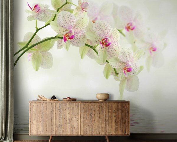 Fotótapéta Nyugodt vízben tükröződő orchideák, Modern fotótapéta, Modern fotótapéta, u56335 - Muralas.hu