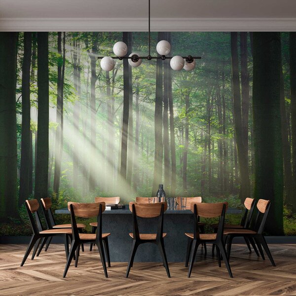 Fotótapéta Az erdőn keresztül áradó napsugarak, Modern fotótapéta, Modern fotótapéta, u56787 - Muralas.hu