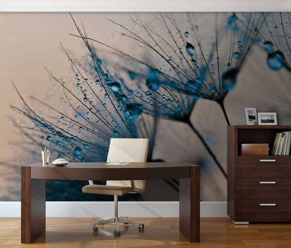Fotótapéta Esőcseppek a finom pitypangmagokon, Modern fotótapéta, Modern fotótapéta, u57557 - Muralas.hu