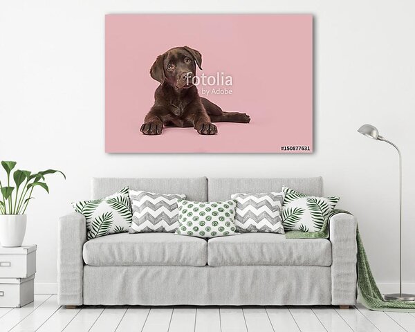 Négy hónapos barna labrador retriever kiskutya fekszik látva f (vászonkép)