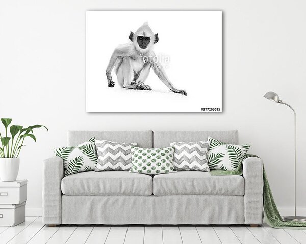 Langur majom fekete fehérben (vászonkép)