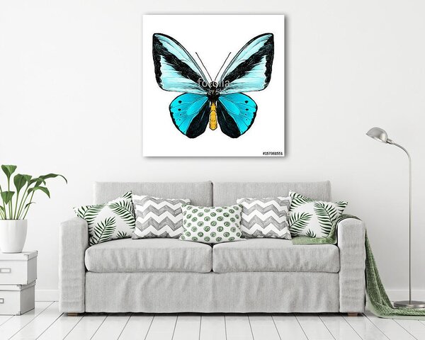 Butterfly symmetric top view of light blue and blue colors, sket (vászonkép)
