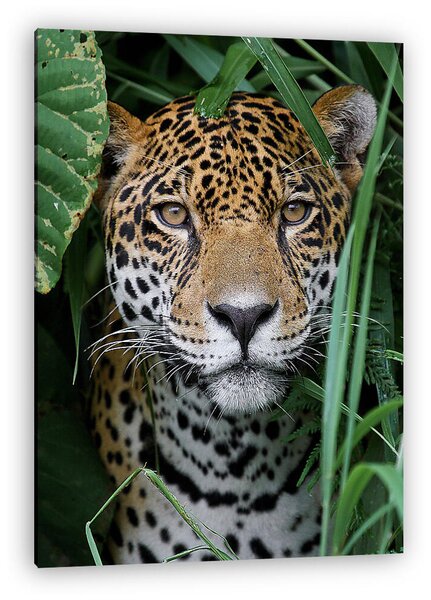 Jaguar in Amazon Forest (vászonkép)