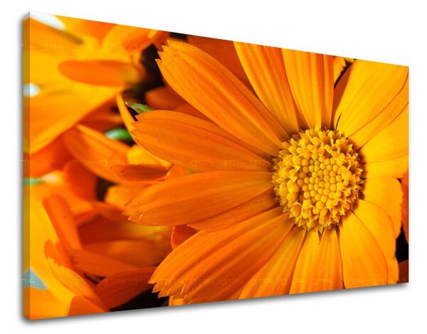 Falfestmény FLOWERS KV015E11