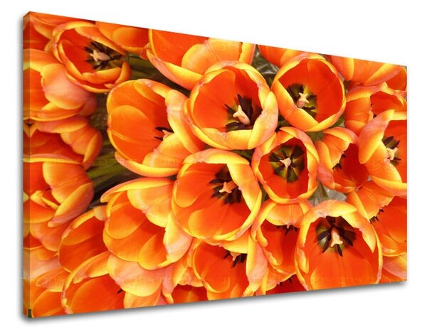 Fali festmény FLOWERS TULIPÁNY KV026E11