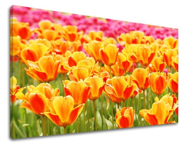 Fali festmény FLOWERS TULIPÁNY KV025E11