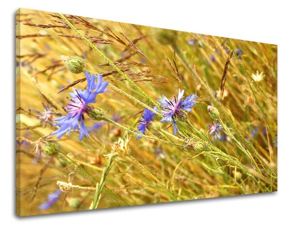 Falfestmény FLOWERS KV082E11