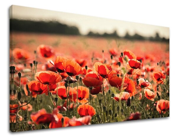 Fali festmény FLOWERS MAKY KV097E11