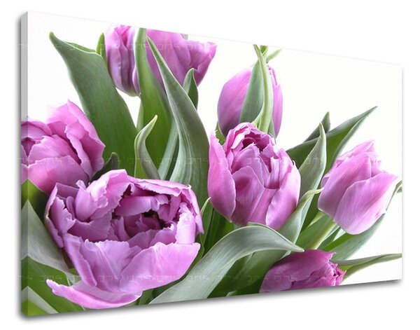 Fali festmény FLOWERS TULIPANS XOBKV131E11