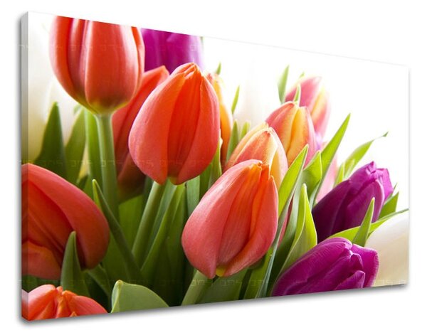 Falfestmény FLOWERS TULIPANS XOBKV138E11