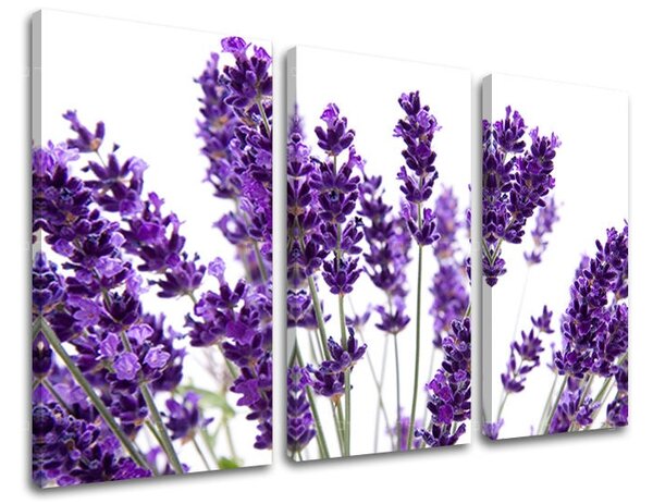 3 részes falfestmény FLOWERS XOBKV128E30