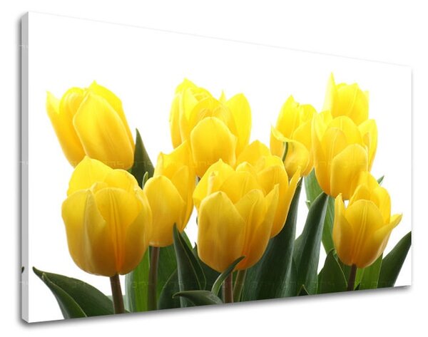 Falfestmény FLOWERS TULIPANS XOBKV141E11