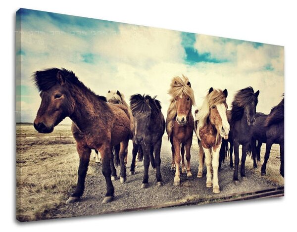 Falfestmény ANIMALS ZV016E11