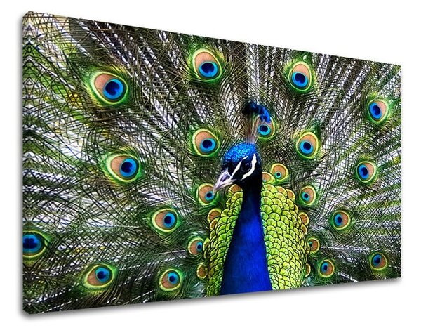 Falfestmény ANIMALS ZV032E11