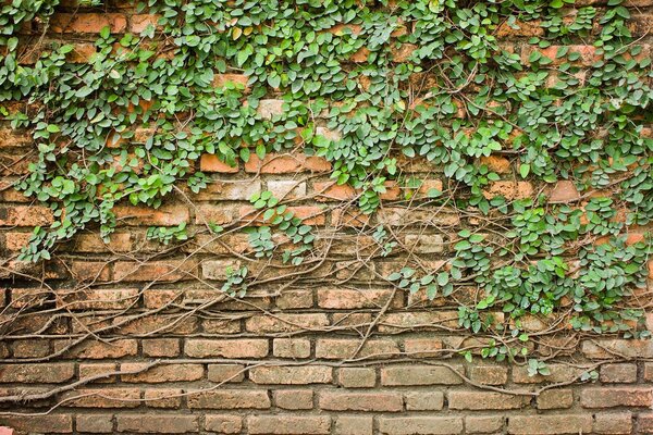 Fotótapéta Egy téglafal borostyánnal benőtt téglafal, Beton hatású textúrás fotótapéta, Népszerű fotótapéta, u53037 - Tapeko.hu