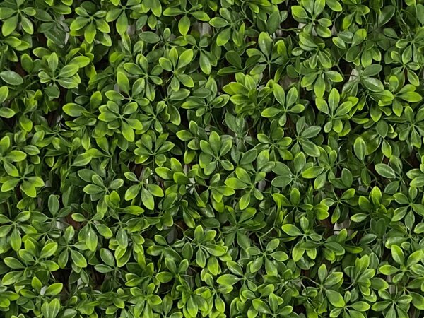 Schefflera rugalmas szőnyeg – dekorpanel, zöldfalhoz