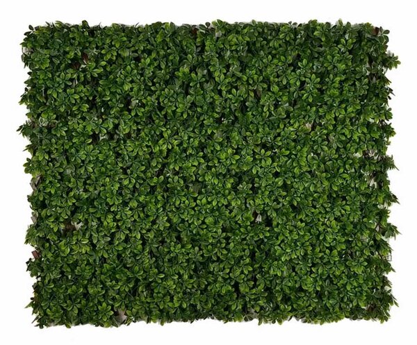 Schefflera rugalmas szőnyeg – dekorpanel, zöldfalhoz