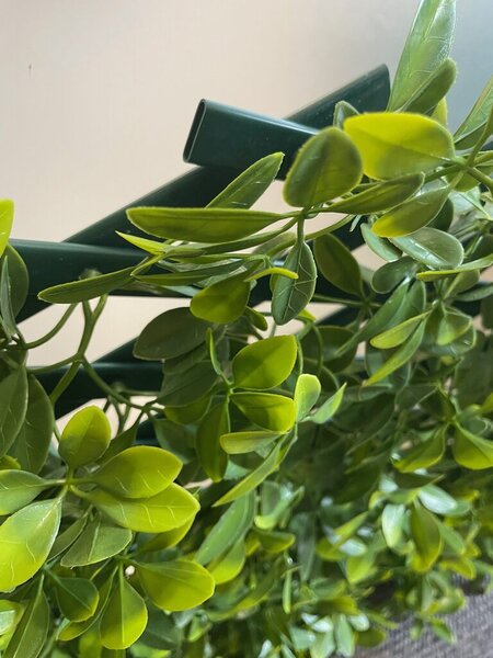 Schefflera rugalmas szőnyeg – dekorpanel, zöldfalhoz