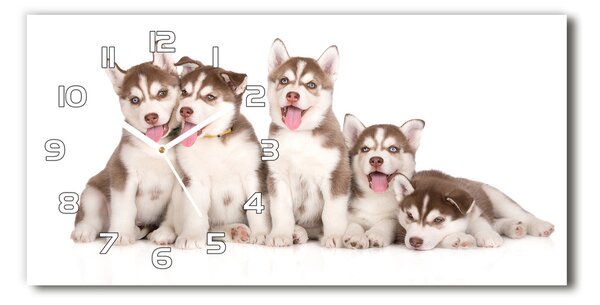 Vízszintes üvegóra Husky kiskutyák