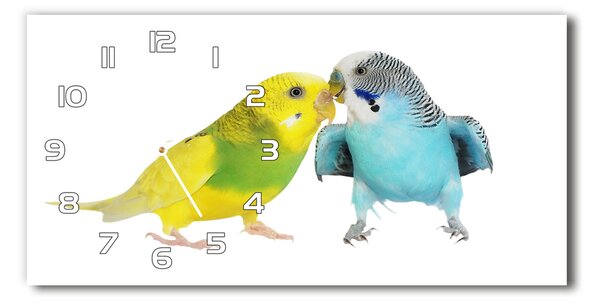 Vízszintes üvegóra Budgies