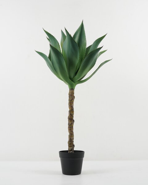 Agave