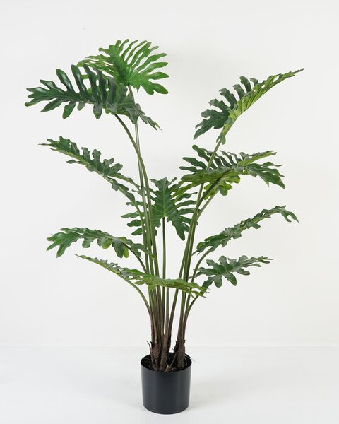 Filodendron