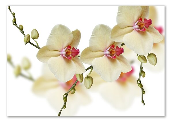 Akrilkép Orchidea