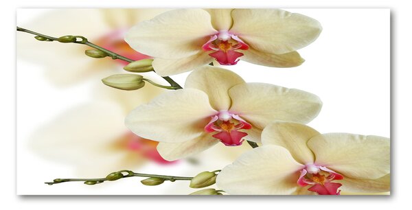 Akrilkép Orchidea