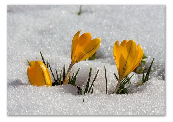 Akrilkép Crocus a hóban