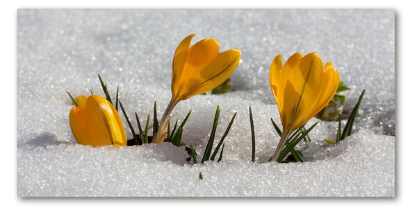 Akrilkép Crocus a hóban