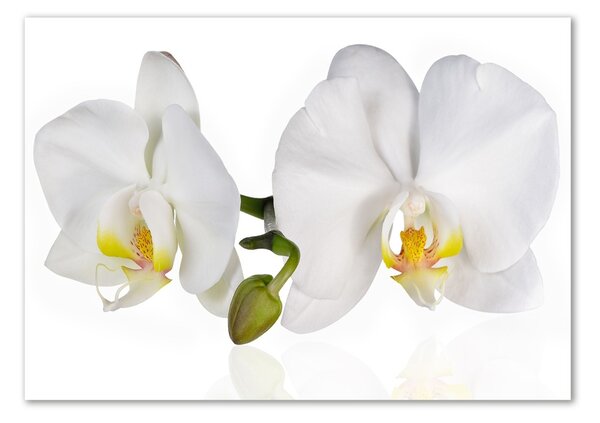 Egyedi üvegkép Orchidea
