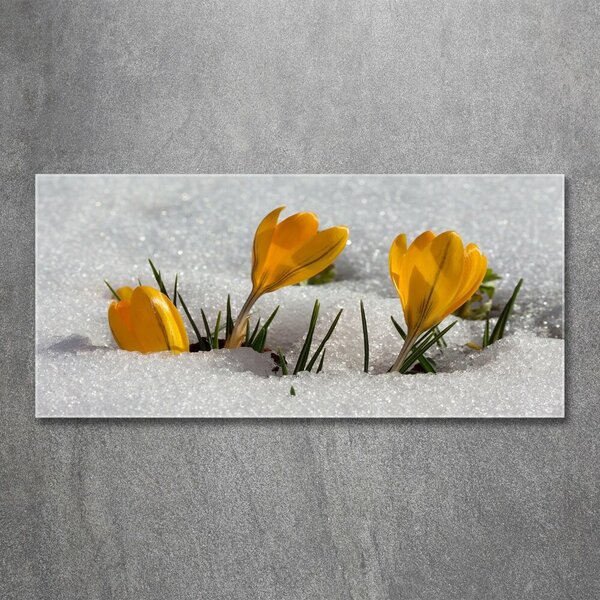 Akrilkép Crocus a hóban