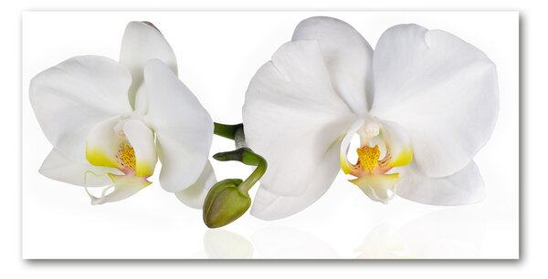 Akrilkép Orchidea