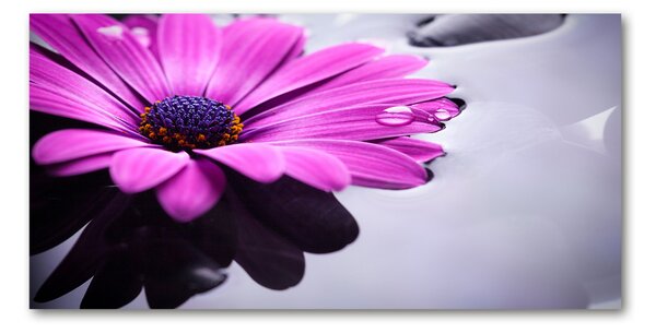 Akrilkép Gerbera