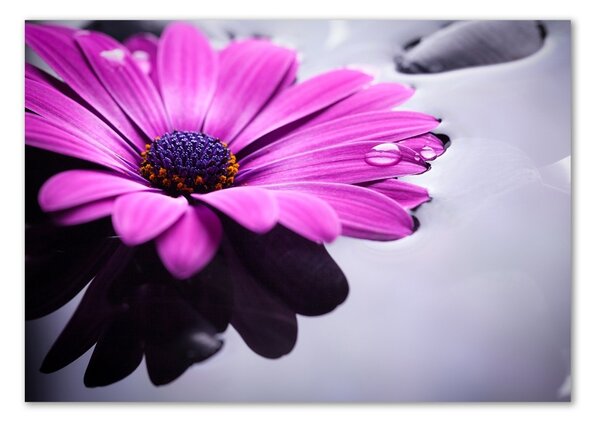 Akrilkép Gerbera