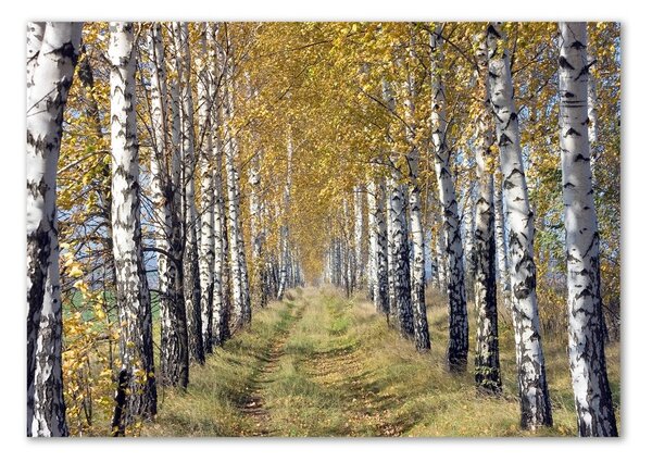 Akril üveg kép Birches ősszel