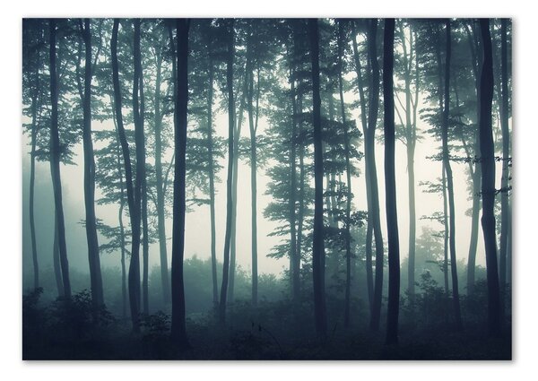 Akril üveg kép Forest a ködben
