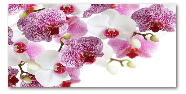 Akrilkép Orchidea