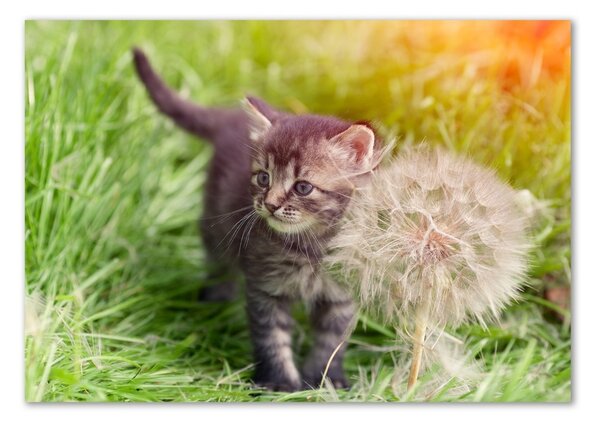Akrilkép Kitten pitypang