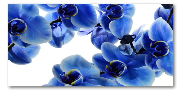 Akrilkép Kék orchidea