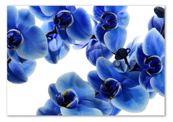 Egyedi üvegkép Kék orchidea
