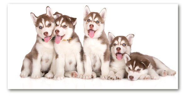 Akrilkép Husky kiskutyák