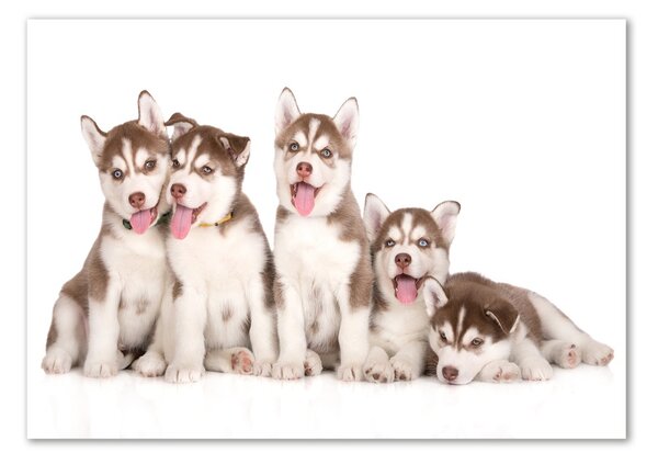 Üvegkép Husky kiskutyák