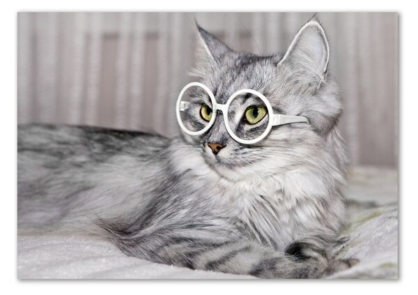 Akrilkép Cat szemüveg