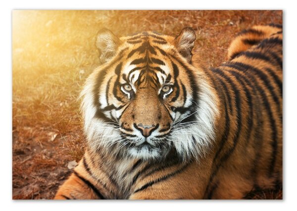 Akrilkép Bengáli tigris