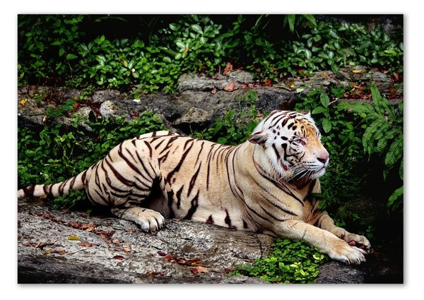 Akrilkép Tiger a rock