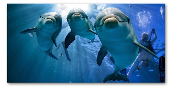 Akrilkép Három delfinek